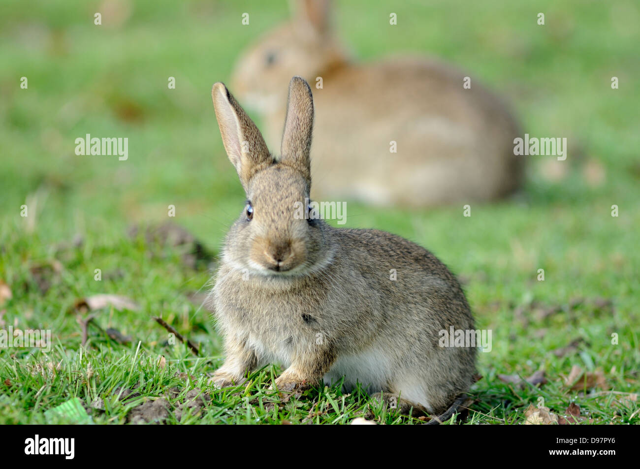 Wilde Kaninchen in London Stockfoto