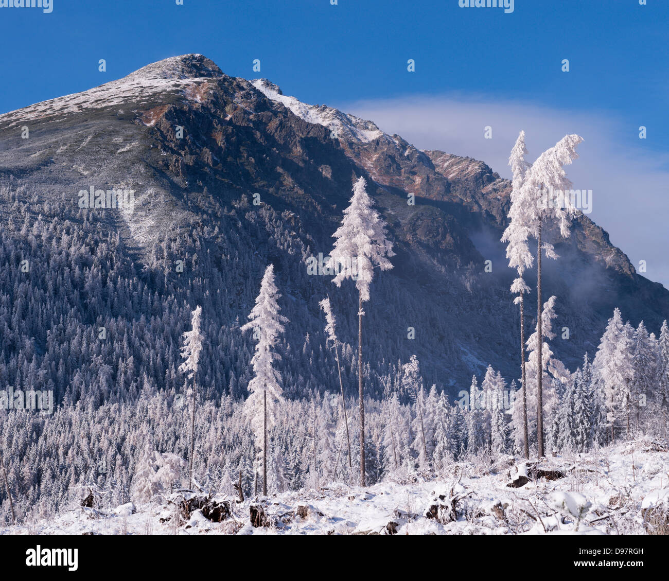 Schneebedeckte Bäume und Berge in der hohen Tatra, Slowakei, Europa. Winter 2012. Stockfoto