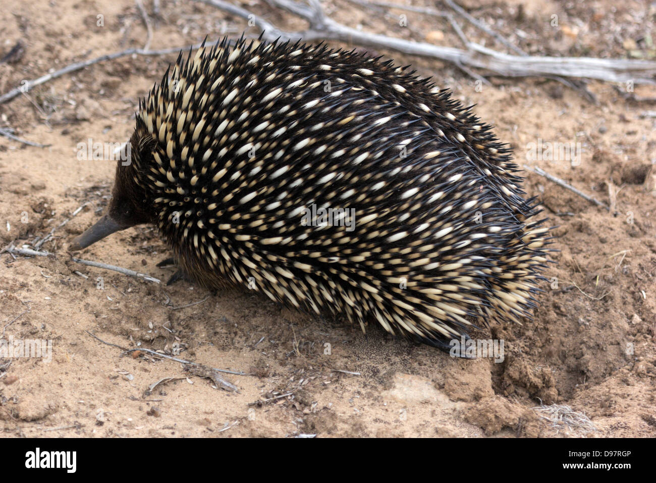 Echidna - Säugetier gesehen in Victoria, Australien Stockfoto