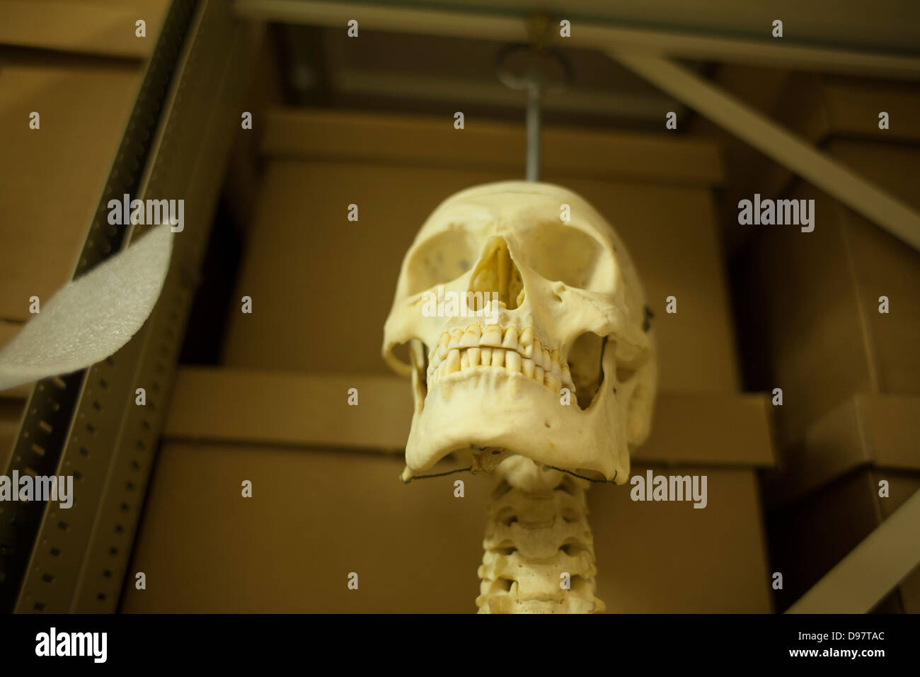 New England Geschichtsmuseum hält viele Artefakte in den Regalen in das Museum Keller Lagerraum, einschließlich menschliche Skelette. Stockfoto