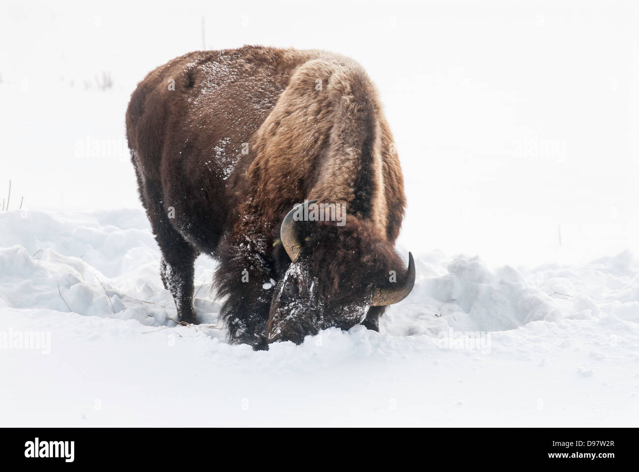 Ein Bison nutzt seinen großen Kopf um Schneepflug entfernt um grasen auf der Wiese unten. Stockfoto