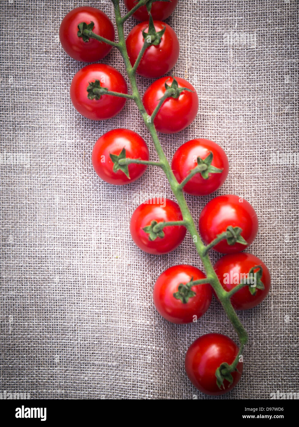 Fachwerk der kleine rote Tomaten am Rebstock Stockfoto