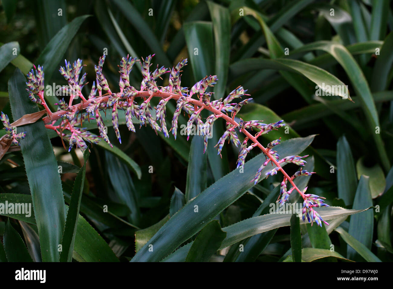 Bromeliaceae bromeliads Fotos und Bildmaterial in hoher Auflösung Alamy