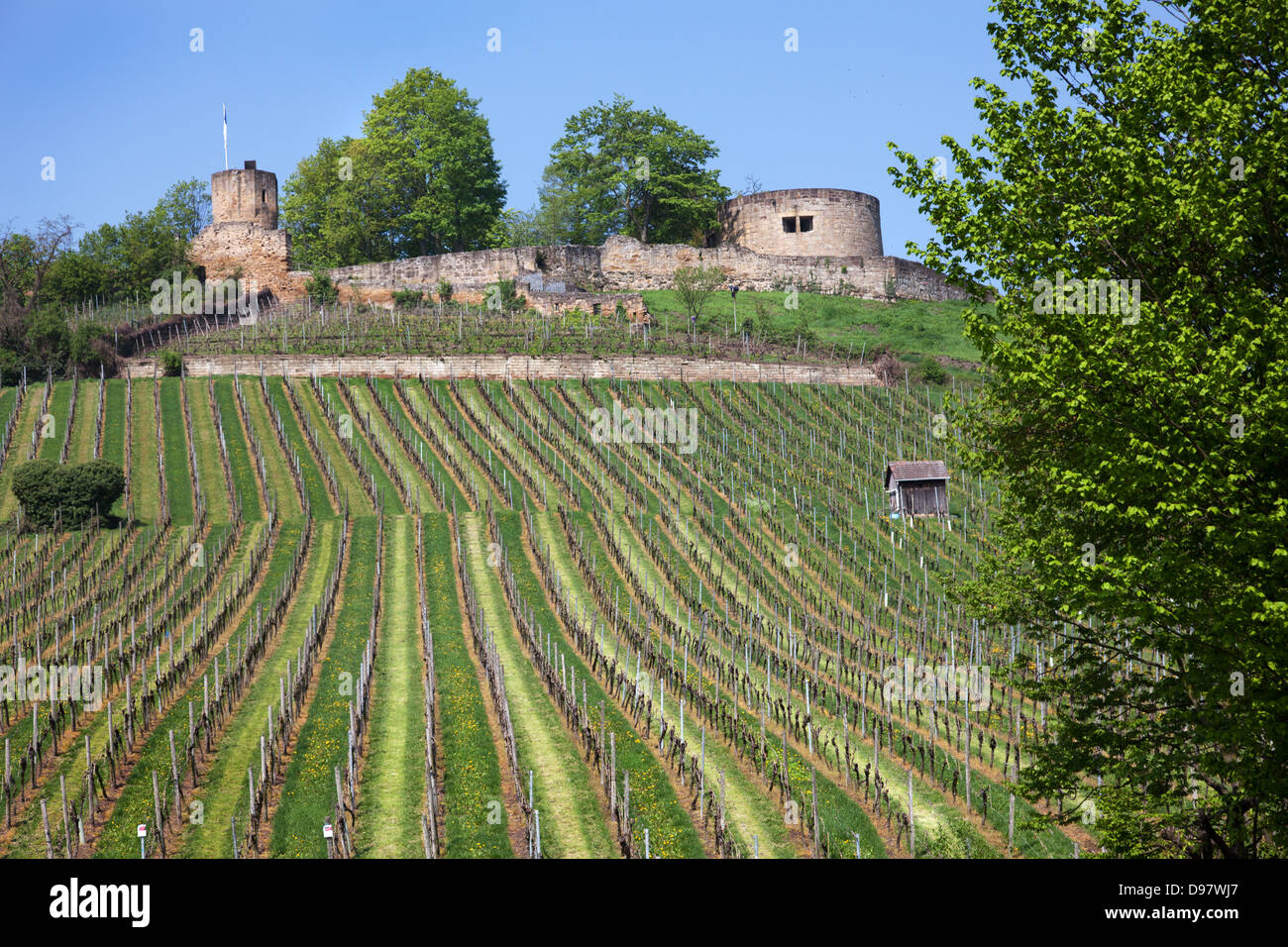 Weinsberg Burgruine mit Weinbergen, Neckartal, Deutschland, Europa. Stockfoto