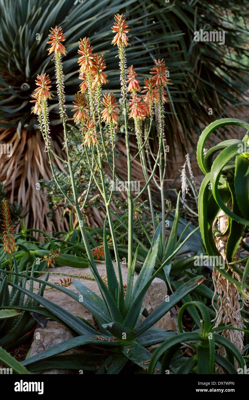 Aloe Yemenica, Asphodelaceae (früher Aloaceae), Arabische Halbinsel Stockfoto