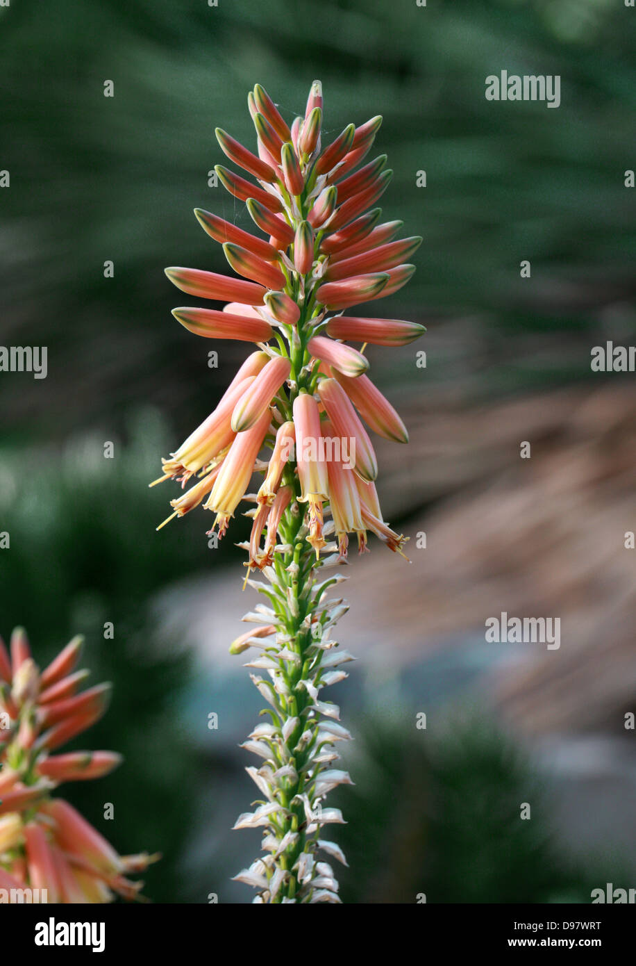 Aloe Yemenica, Asphodelaceae (früher Aloaceae), Arabische Halbinsel Stockfoto