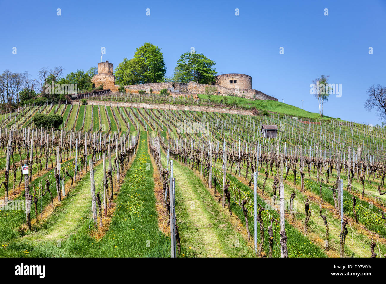 Weinsberg Burgruine mit Weinbergen, Neckartal, Deutschland, Europa. Stockfoto