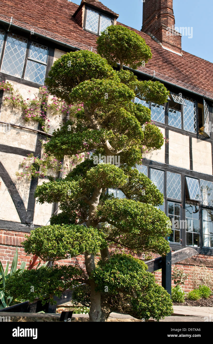 Ilex ' Crenata "Kinme" Formschnitt oder japanische Stechpalme, Wisley Garden, Surrey, Uk Stockfoto