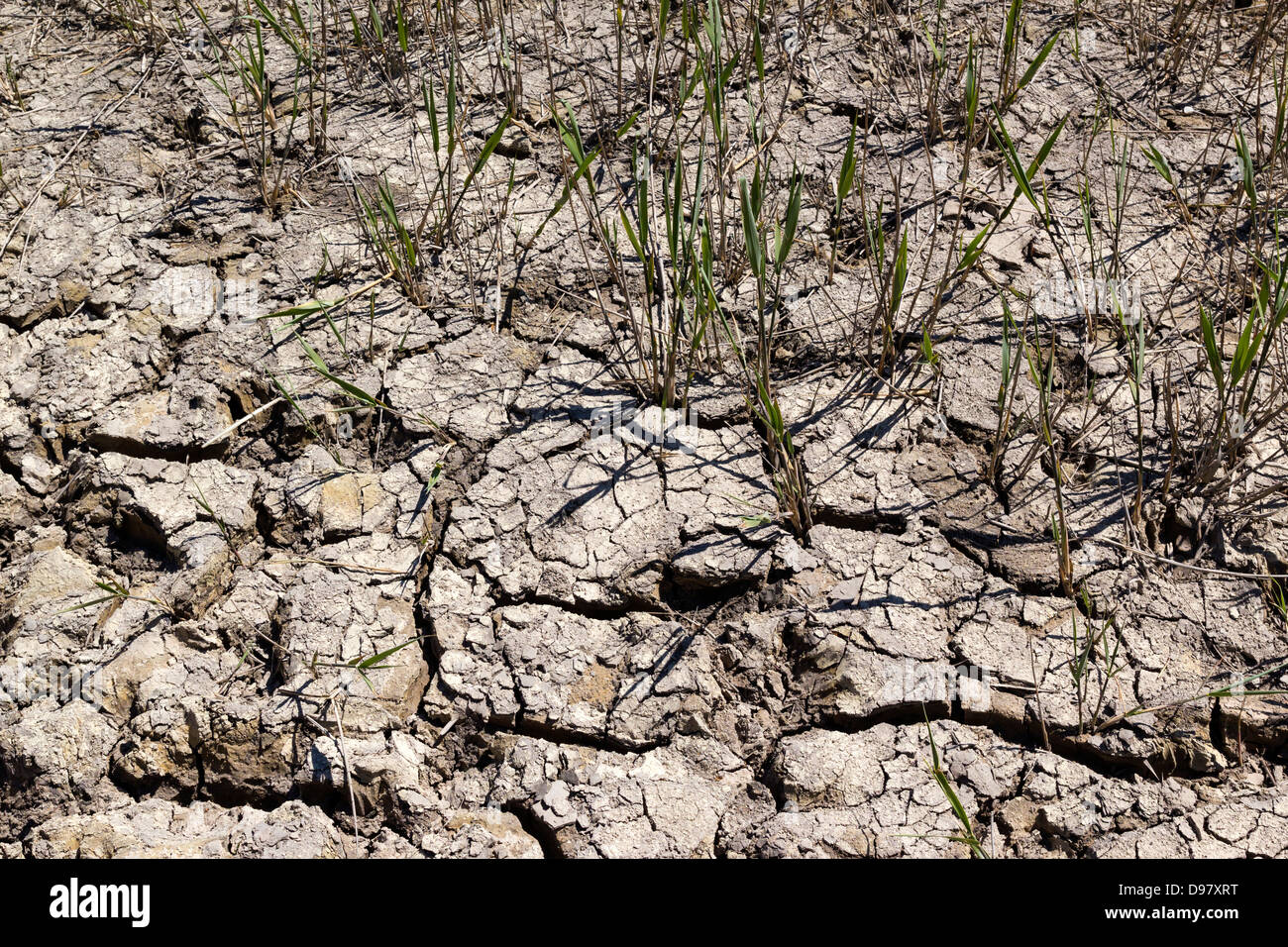 Trockene rissige gebacken mit grünen Triebe des Grases zu durchbrechen Stockfoto