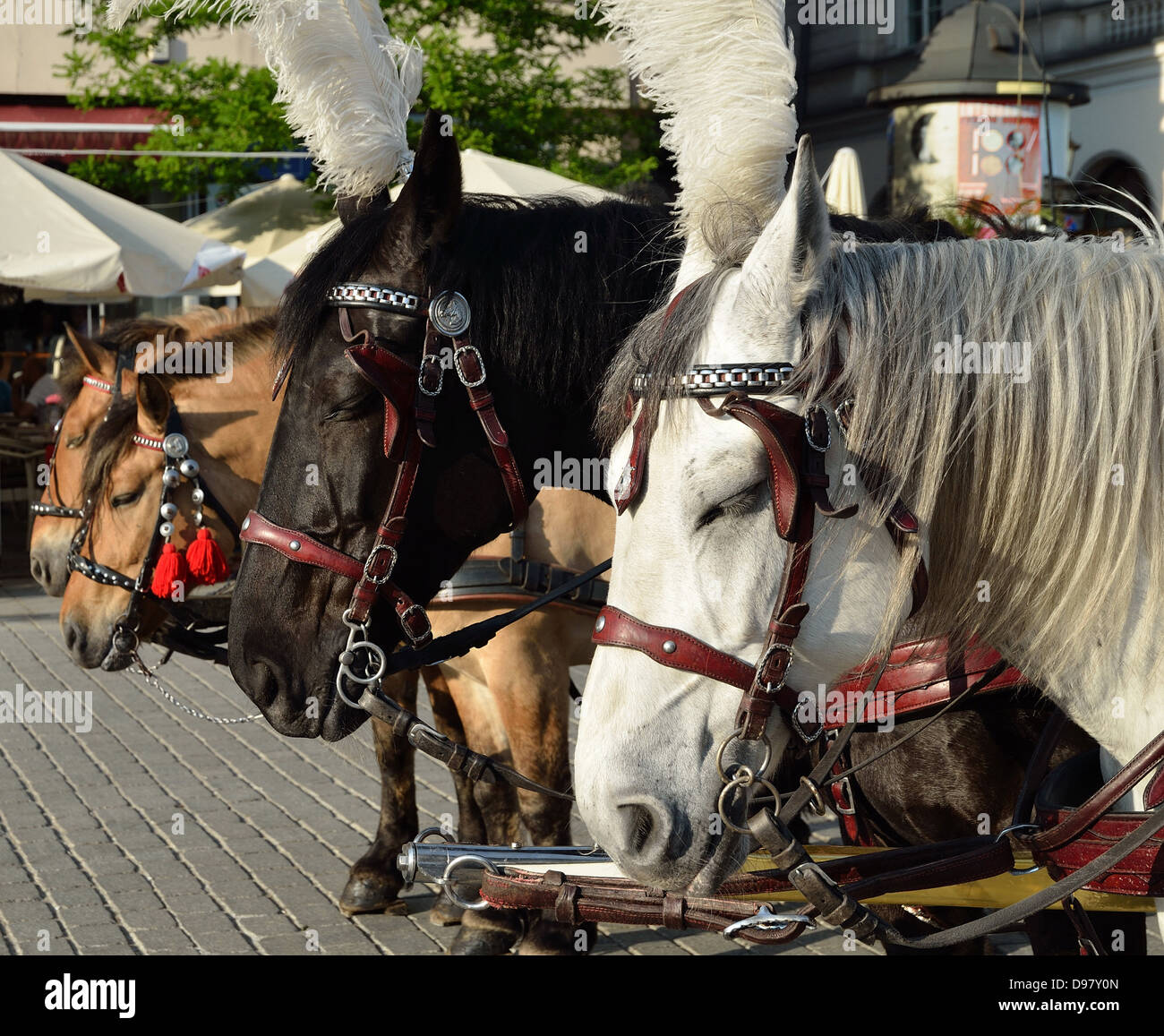 vier Pferde im Beförderungsvertrag Stockfoto