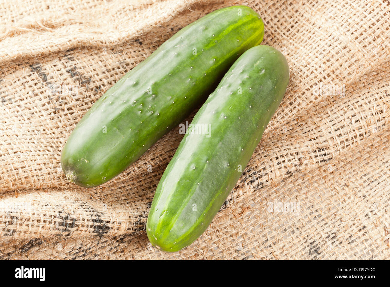 Frische Bio Gurke gegen einen Hintergrund Stockfoto