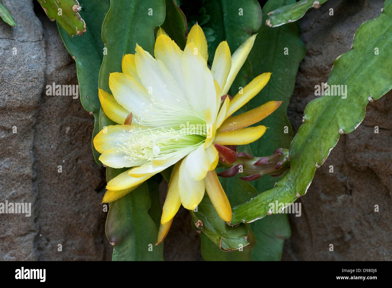 Epiphyllum "Goldene Vlies" Stockfoto