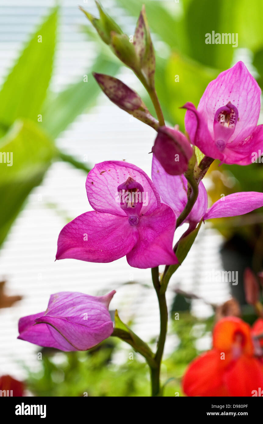 DISA Dolorosa Gr Orchidee Stockfoto