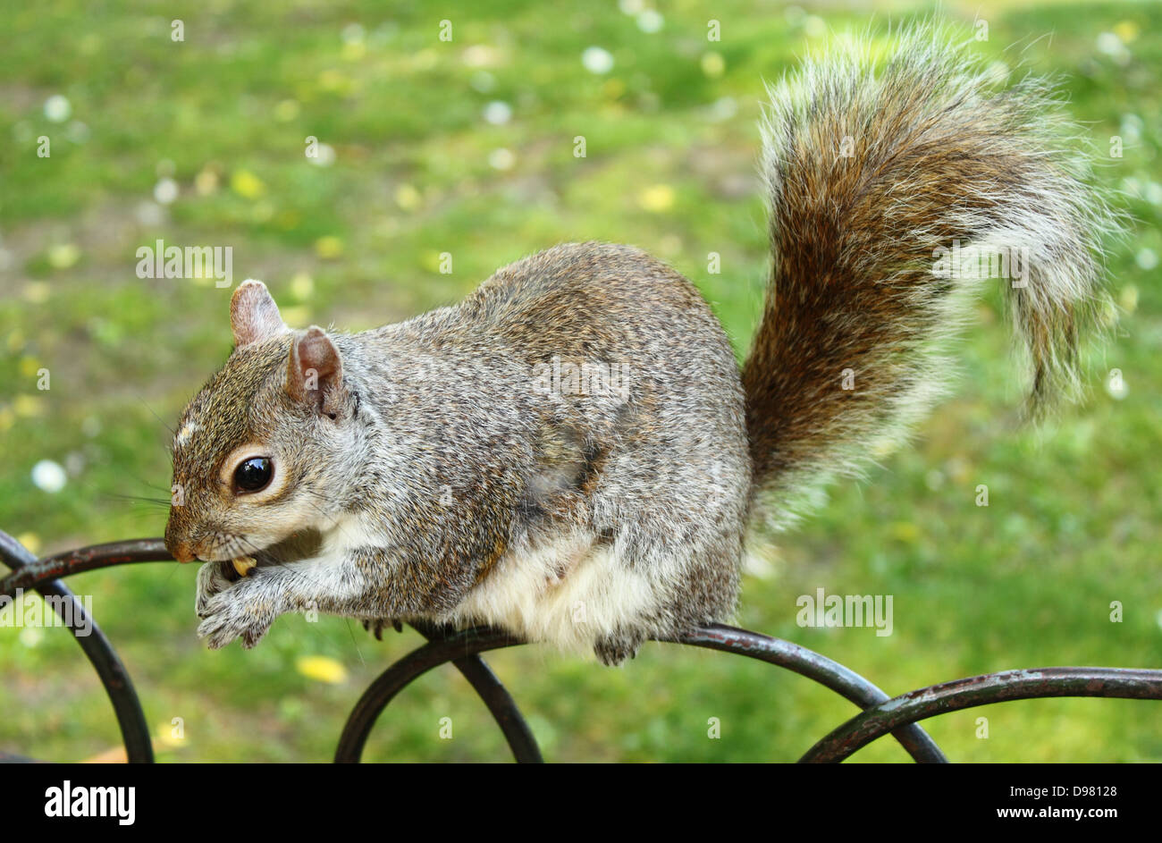 Graue Eichhörnchen Essen eine Nuss auf einem Zaun Stockfoto