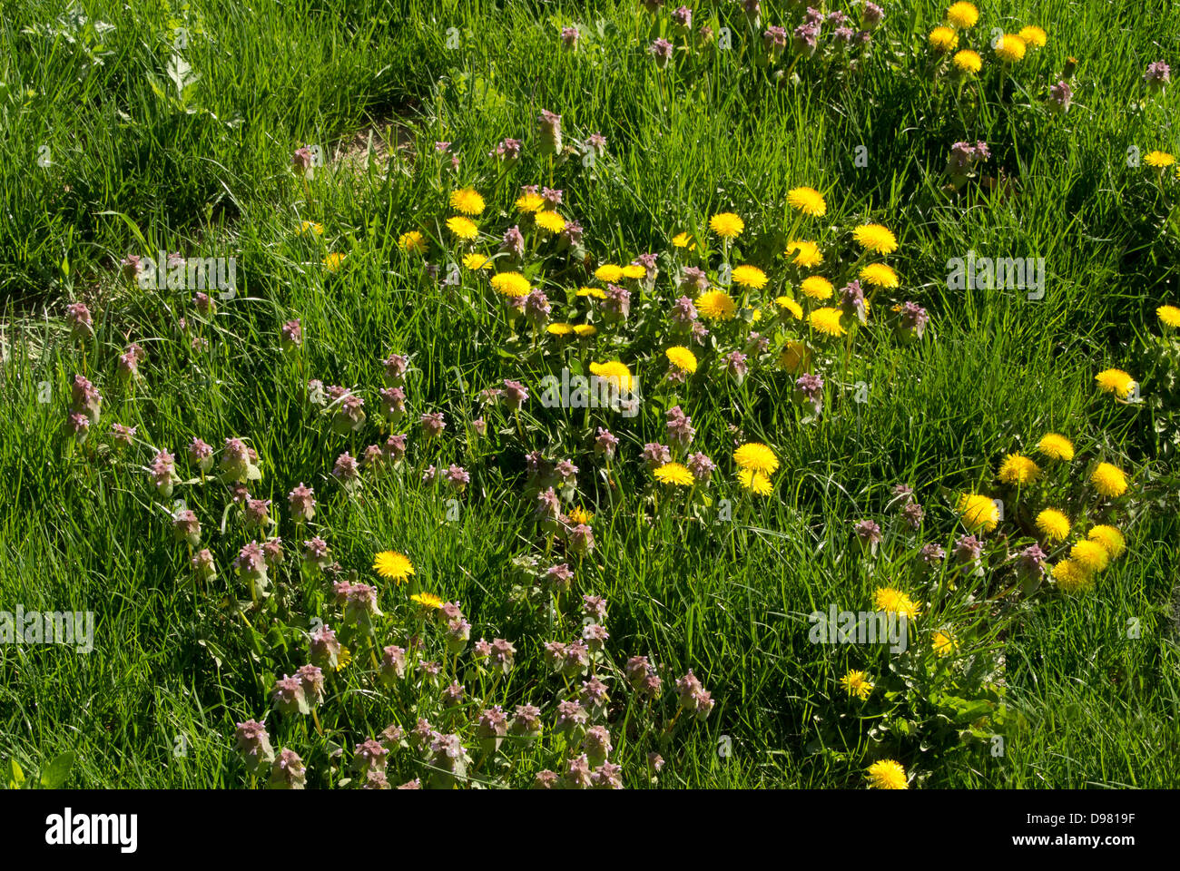 Löwenzahn. Stockfoto