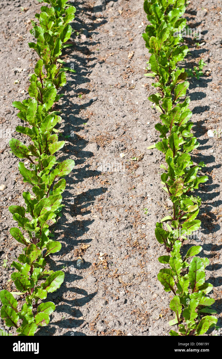 Rote Beete "Redace" Stockfoto