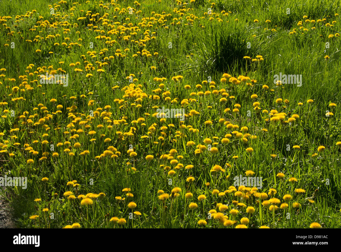 Löwenzahn. Stockfoto