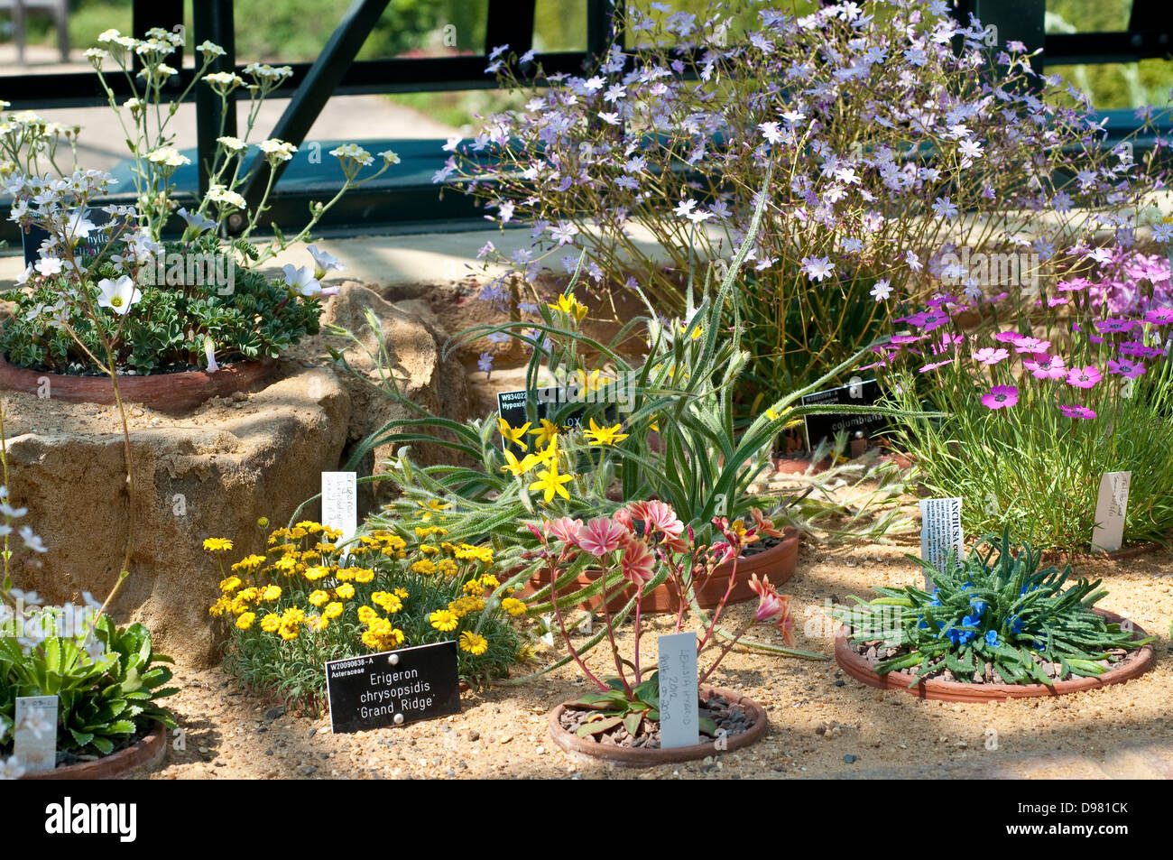 Alpiner Bergflora in einem Gewächshaus Stockfoto