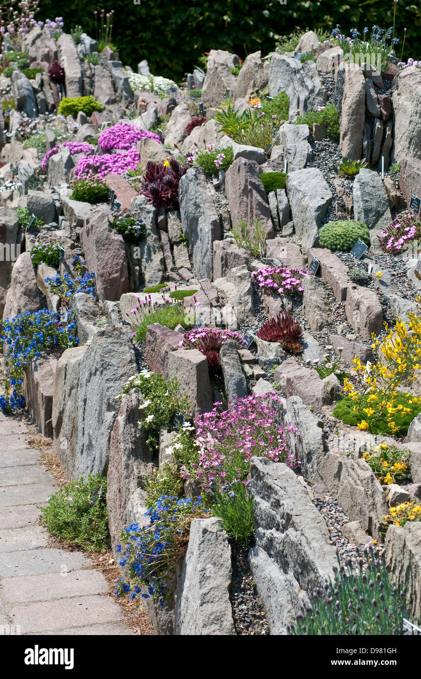 Alpiner Bergflora für jeden Garten, Steingarten Stockfoto