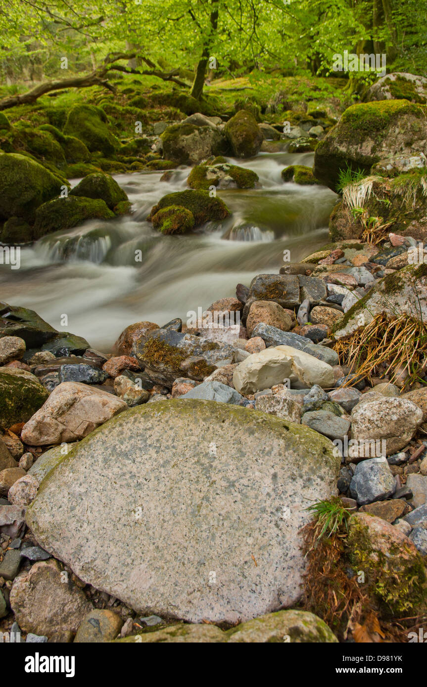 Der Fluss Yealm absteigend durch eine Reihe von Stromschnellen in Dendles Wood - eine nationale Natur-Reserve auf Dartmoor, Devon. Stockfoto