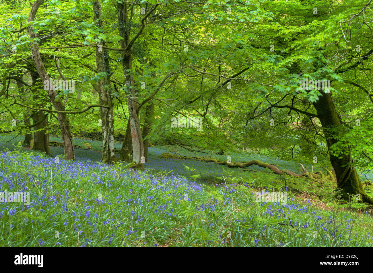 Grünen Frühling lässt Tanz langsam im Wind, als Lichtfilter dunstigen goldene Stunde nach unten durch die Baumkronen Dendles Wood Stockfoto