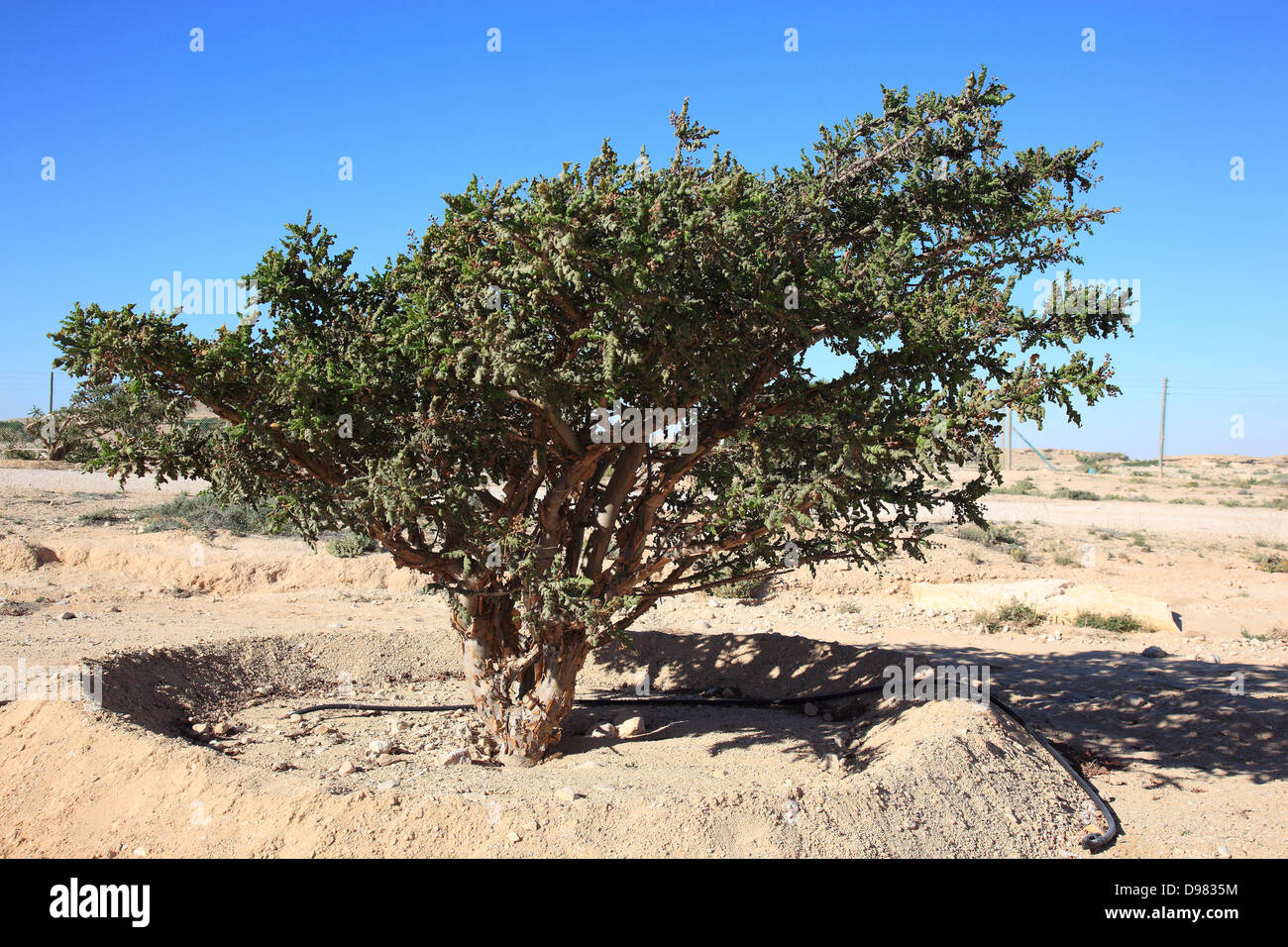 Wadi Dawqah, Weihrauch-Baum-Kulturen, UNESCO-Weltkulturerbe / natürliche Erbe, Boswellia Sacra Carterii mit Salalah, Oman Stockfoto