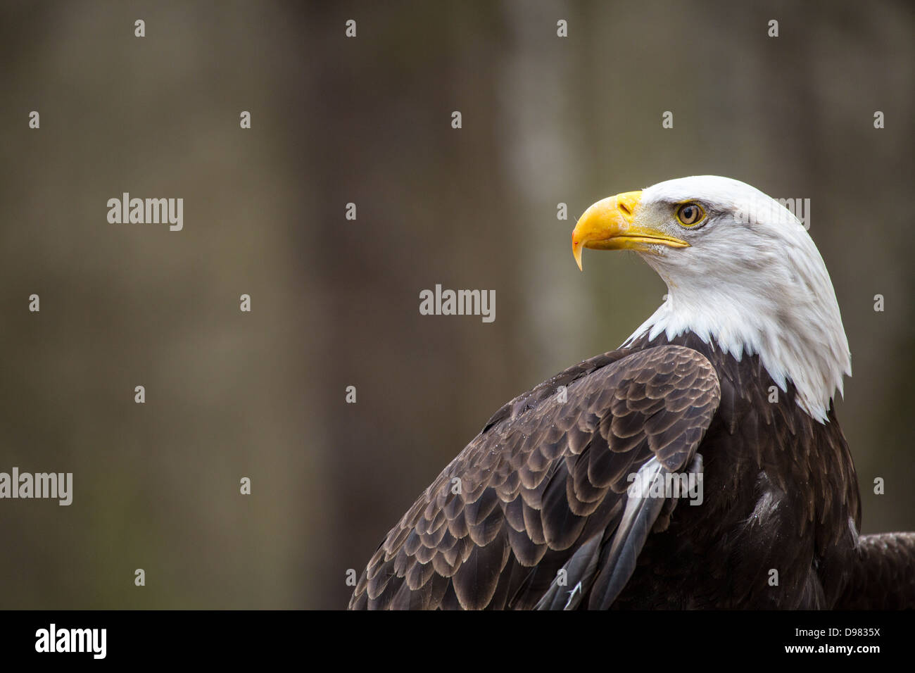 Eine schöne American Bald Eagle als es sucht nach Beute. Stockfoto