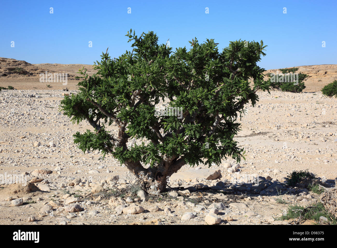 Wadi Dawqah, Weihrauch-Baum-Kulturen, UNESCO-Weltkulturerbe / natürliche Erbe, Boswellia Sacra Carterii mit Salalah, Oman Stockfoto