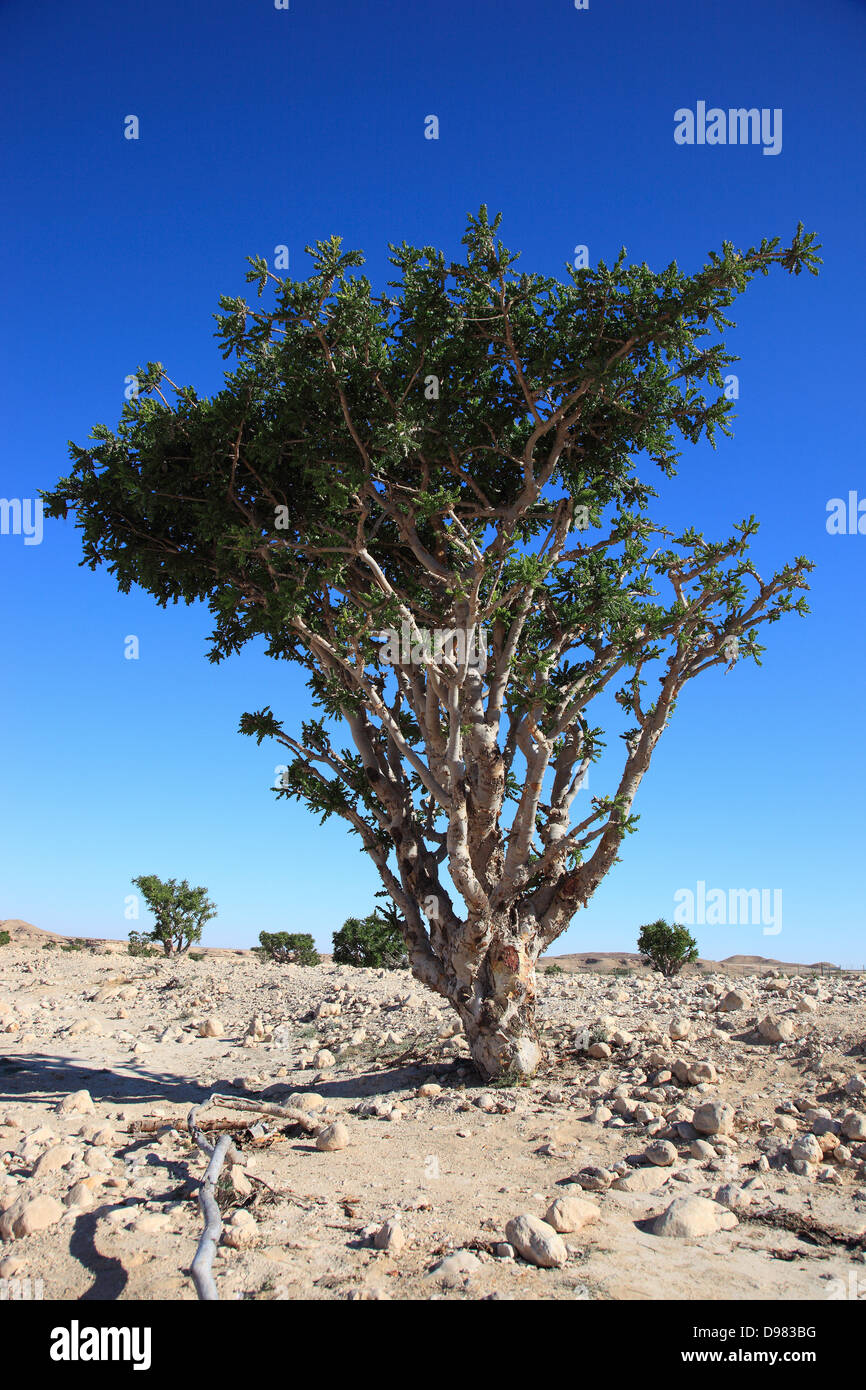 Wadi Dawqah, Weihrauch-Baum-Kulturen, UNESCO-Weltkulturerbe / natürliche Erbe, Boswellia Sacra Carterii mit Salalah, Oman Stockfoto