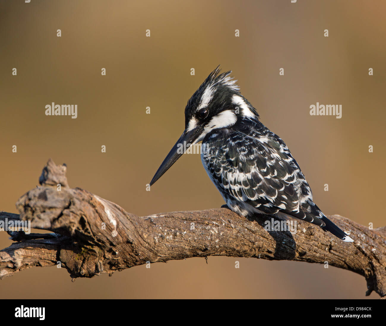 Eisvogel-Jagd Stockfoto