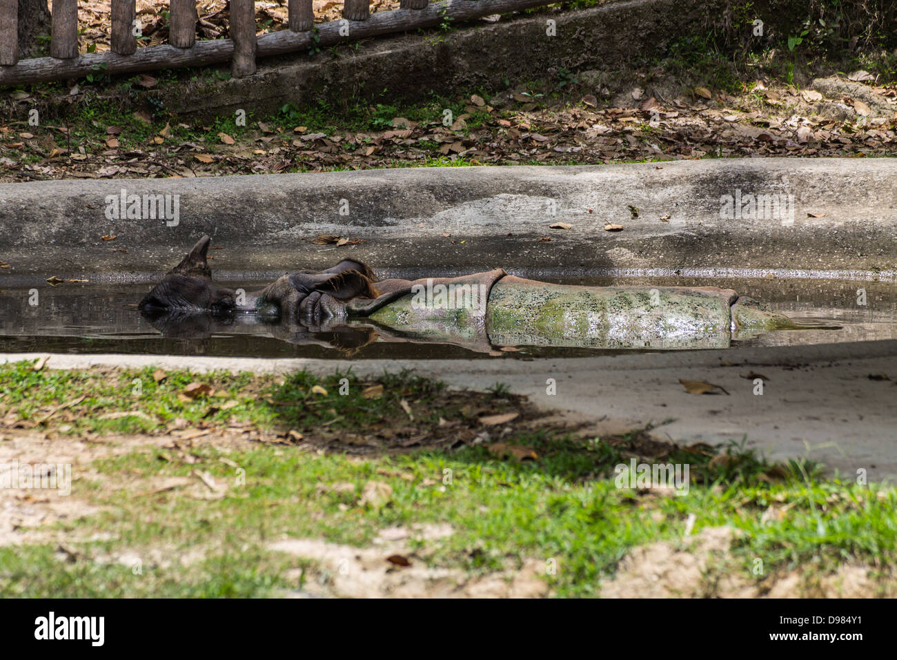 Nashorn Badewasser in Chiangmai Zoo, Thailand Stockfoto