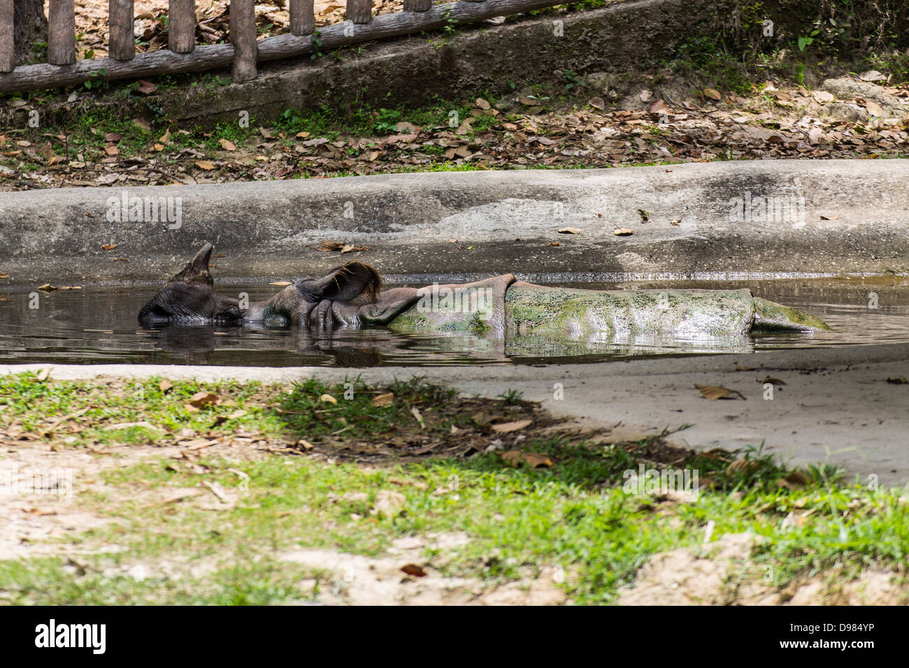 Nashorn Badewasser in Chiangmai Zoo, Thailand Stockfoto
