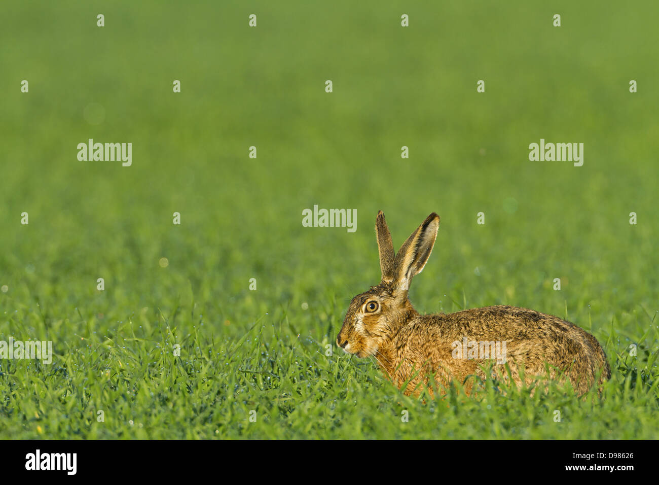 Feldhase, Lepus Europaeus, Feldhasen, brauner Hase Stockfoto