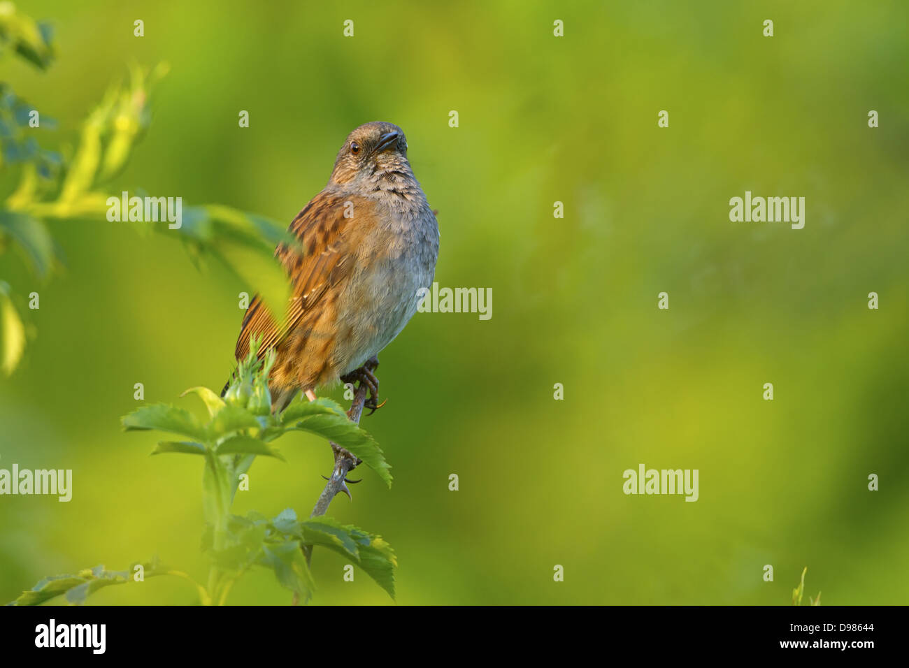 Heckenbraunelle, Heckenbraunelle, Hedge beobachtet, Prunella Modularis, Accenteur Mouchet, Acentor Común Stockfoto