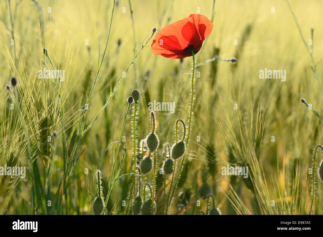 Weizenfeld mit einer Mohnblume. Stockfoto