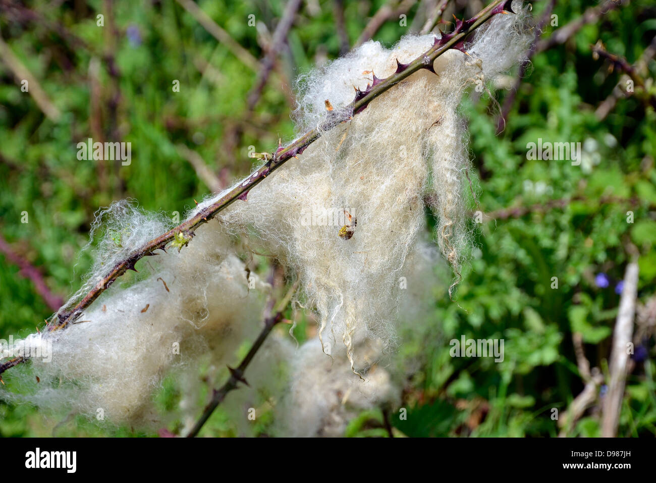 Schafwolle Stränge auf einem Drahtzaun Bramble Stamm am Rande eines Feldes. Stockfoto