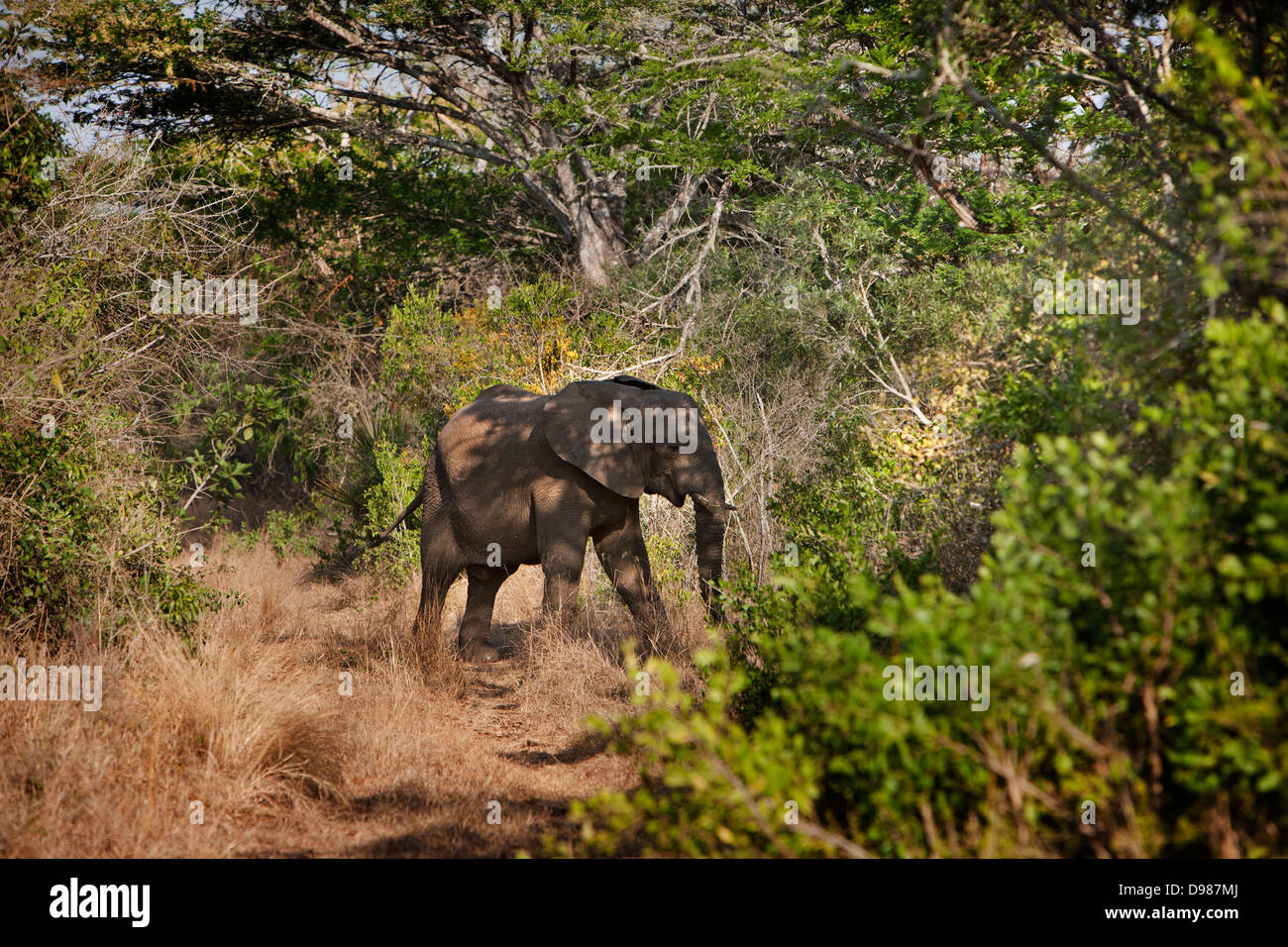 Elefant im Phinda Wildreservat Stockfoto