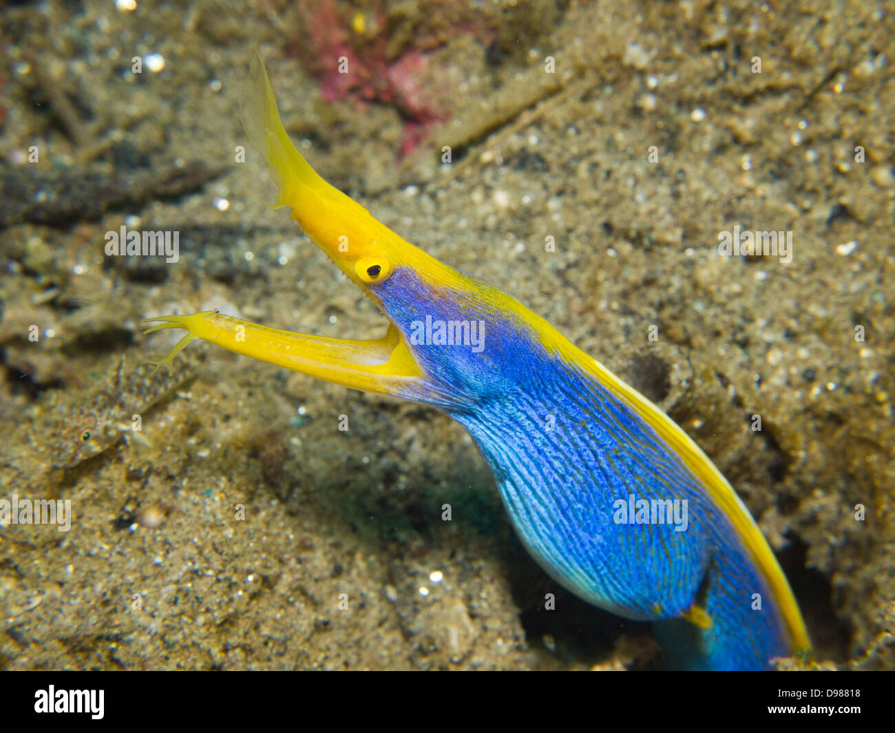 Blue Ribbon Aal - Rhinomuraena Quaesita, Ambon, Indonesien Stockfoto