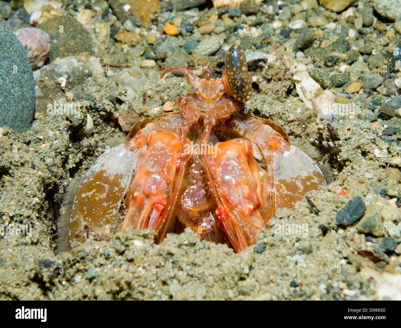 Fangschreckenkrebse, Lysiosquillina Lisa, Ambon, Indonesien Stockfoto