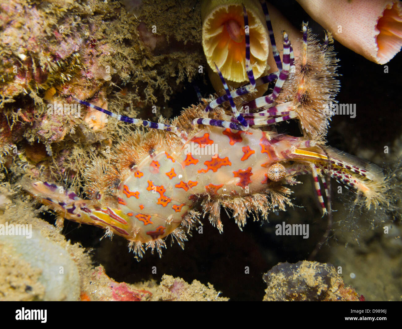 Saron Garnelen - Saron Marmoratus oder gemeinsamen Marmor Garnelen, Ambon, Indonesien Stockfoto