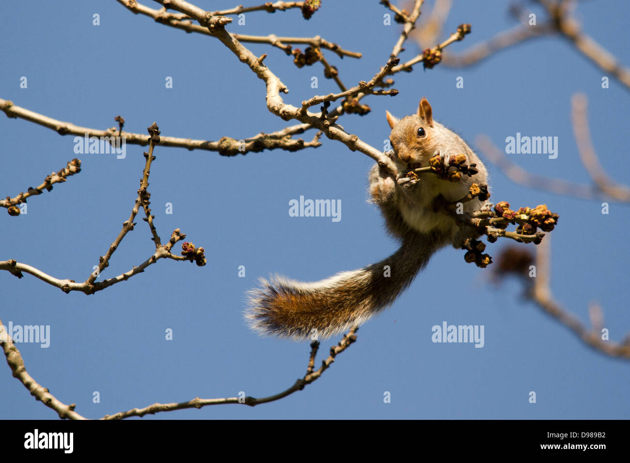 Grauhörnchen (grau), Sciurus Carolinensis, Fütterung auf einem Baum, London, England, UK Stockfoto