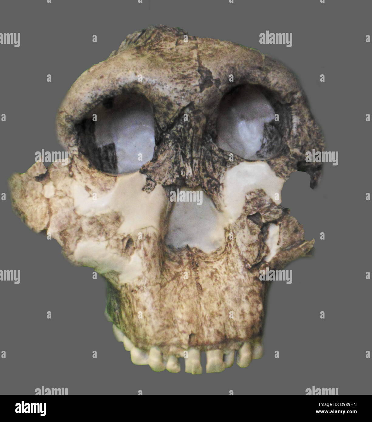 Paranthropus boisei Zinjanthropus boisei (ursprünglich genannt und dann Australopithecus boisei Bis vor Kurzem) war eine frühe Homininen und beschrieben, wie die grösste der Paranthropus Arten. Er lebte von etwa 2,6 bis 1,2 Millionen Jahren während der Pliozäne und pleistozäne Epochen in Ostafrika. Zuerst entdeckt, durch die Anthropologin Mary Leakey am 17 Juli, 1959, an der Olduvai Schlucht, Tansania, die gut erhaltene Schädel (Spitzname "Nussknacker") war mit 1,75 Millionen Jahre alt Stockfoto
