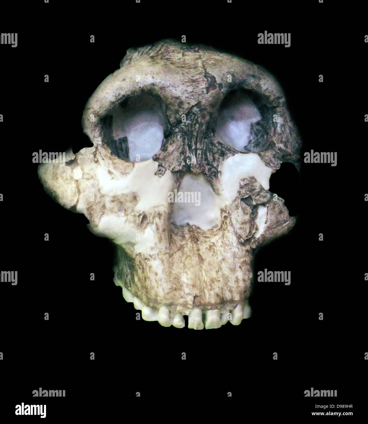 Paranthropus boisei Zinjanthropus boisei (ursprünglich genannt und dann Australopithecus boisei Bis vor Kurzem) war eine frühe Homininen und beschrieben, wie die grösste der Paranthropus Arten. Er lebte von etwa 2,6 bis 1,2 Millionen Jahren während der Pliozäne und pleistozäne Epochen in Ostafrika. Stockfoto