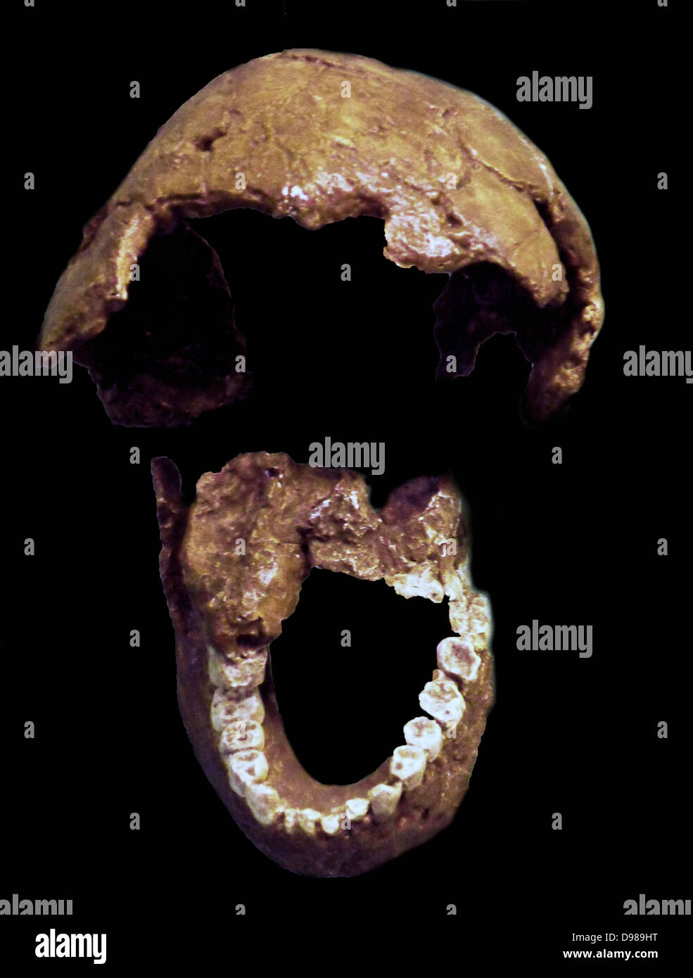 Homo Habilis.  Leakey Et al. 1964.  Ost- und Südafrika.  Abgüsse von Tibia und fibula Stockfoto