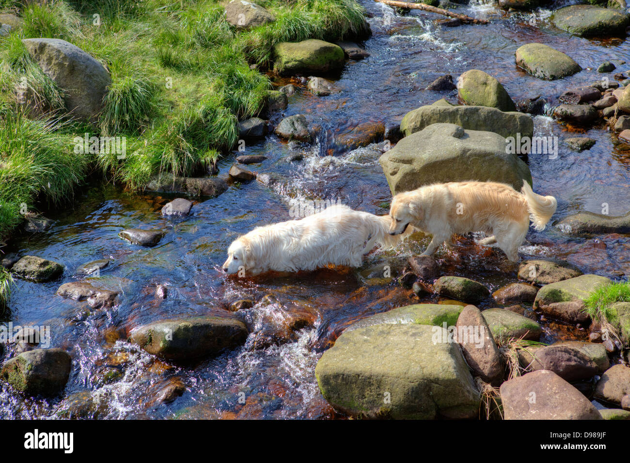 Zwei Hunde im Wasser: eine alte und junge Labrador-Retriever, überqueren einen Bach. Stockfoto