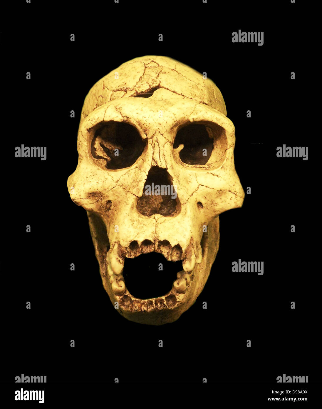 Homo erectus, erloschenen hominid zwischen 1,6 Millionen und 250.000 Jahren leben. Homo erectus wird gedacht, in Afrika von H. habilis entwickelt zu haben, das erste Mitglied der Gattung Homo. Anatomisch und physiologisch, H. erectus ähnelt zeitgenössischen menschlichen Stockfoto