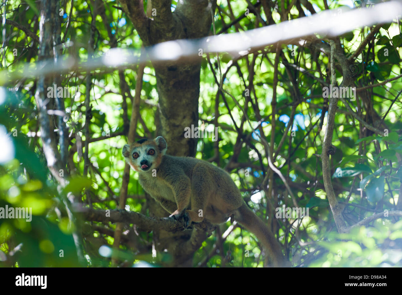 Gekrönte Lemur im natürlichen Lebensraum Stockfoto