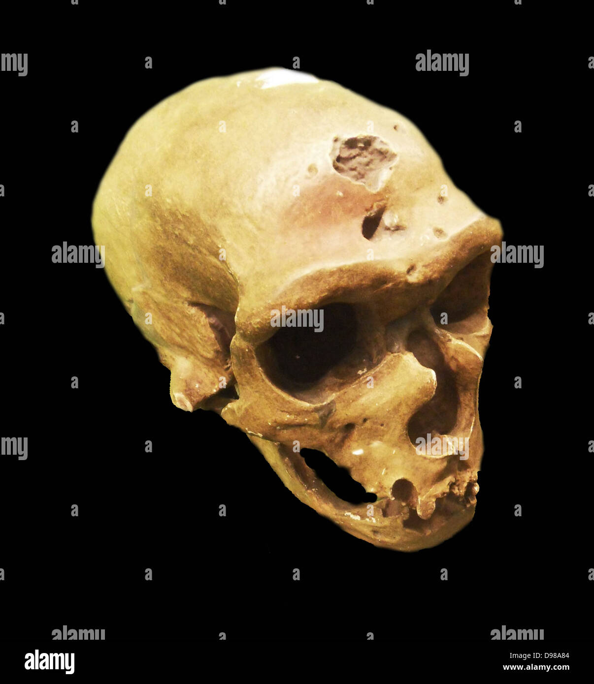 Der Neandertaler eine ausgestorbene Mitglied der Gattung Homo, die sich aus dem Pleistozän Exemplare in Europa gefunden und Teile der westlichen und zentralen Asien bekannt ist. Neandertaler sind entweder als Unterart (oder Rasse) von Menschen (Homo sapiens neanderthalensis) oder als separate Arten (Homo Neanderthalensis). Stockfoto