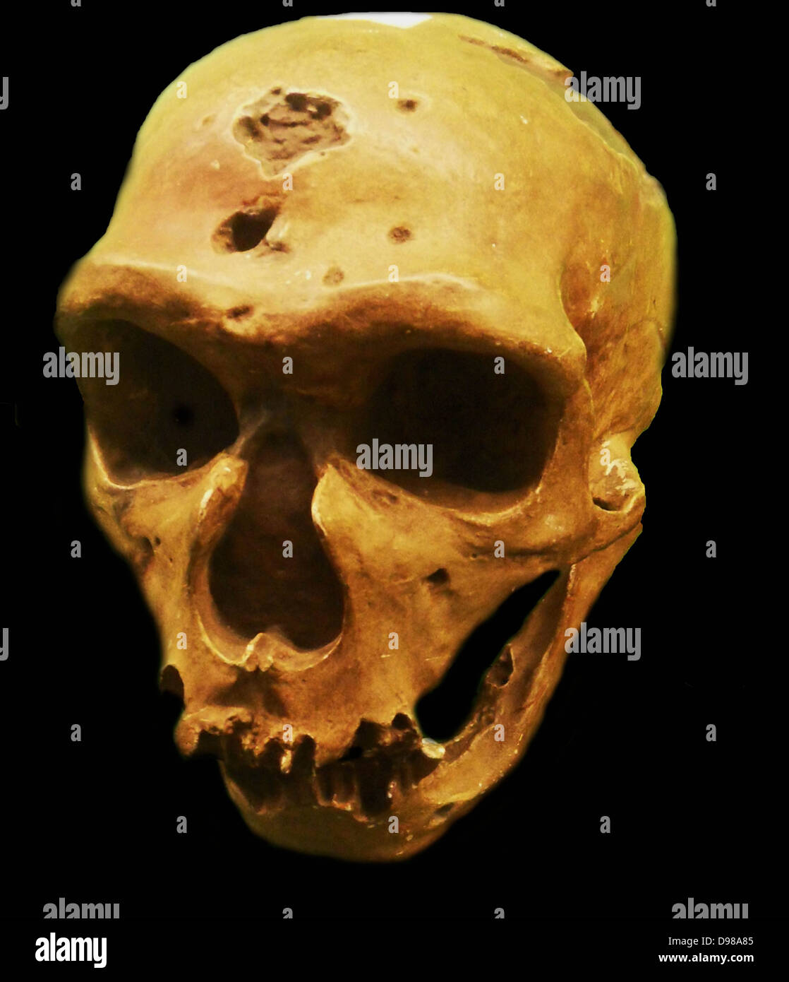 Der Neandertaler eine ausgestorbene Mitglied der Gattung Homo, die sich aus dem Pleistozän Exemplare in Europa gefunden und Teile der westlichen und zentralen Asien bekannt ist. Neandertaler sind entweder als Unterart (oder Rasse) von Menschen (Homo sapiens neanderthalensis) oder als separate Arten (Homo Neanderthalensis). Stockfoto