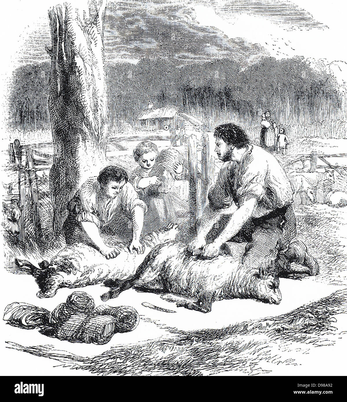 Britische hochklassigem Familie in Australien zum ersten Mal ihre Schafe zu scheren. C1850-Gravur. Stockfoto